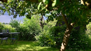 Heat Damage to Trees