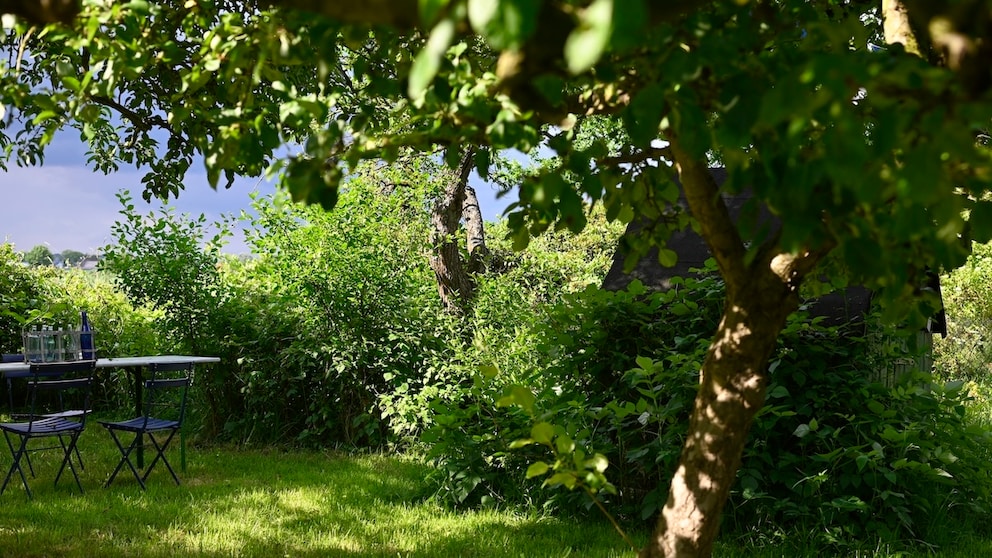 Heat Damage to Trees