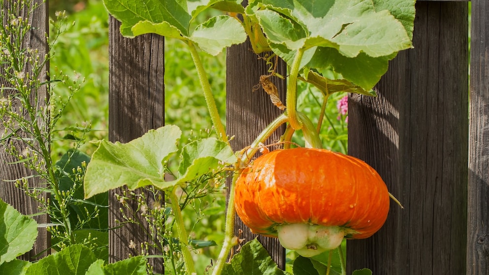 Pumpkins and zucchini can sometimes grow quite extensively. Who gets to harvest when the pumpkin grows in the neighbor's yard?