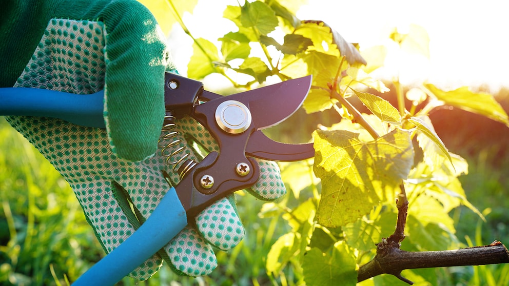 When pruning grapevines, there are a few things to keep in mind.