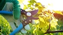 When pruning grapevines, there are a few things to keep in mind.