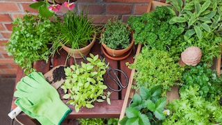 Plant Color