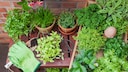 Plant Color