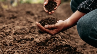 Soil can be either acidic or alkaline.