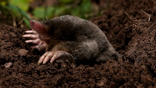 Moles can be quite a nuisance in the garden, but can they be driven away with a common home remedy?