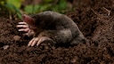 Moles can be quite a nuisance in the garden, but can they be driven away with a common home remedy?