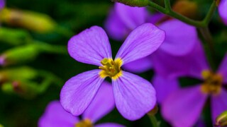 Night-active insects can be beneficial for the garden, but which plants attract them?