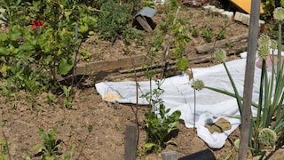 Old clothes don't necessarily need to be thrown away; they can serve a purpose in the garden.