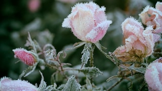 Can Plants Freeze?