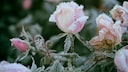 Can Plants Freeze?