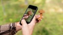 Apps can make our daily lives easier. But how safe and practical is the use of AI in mushroom foraging?