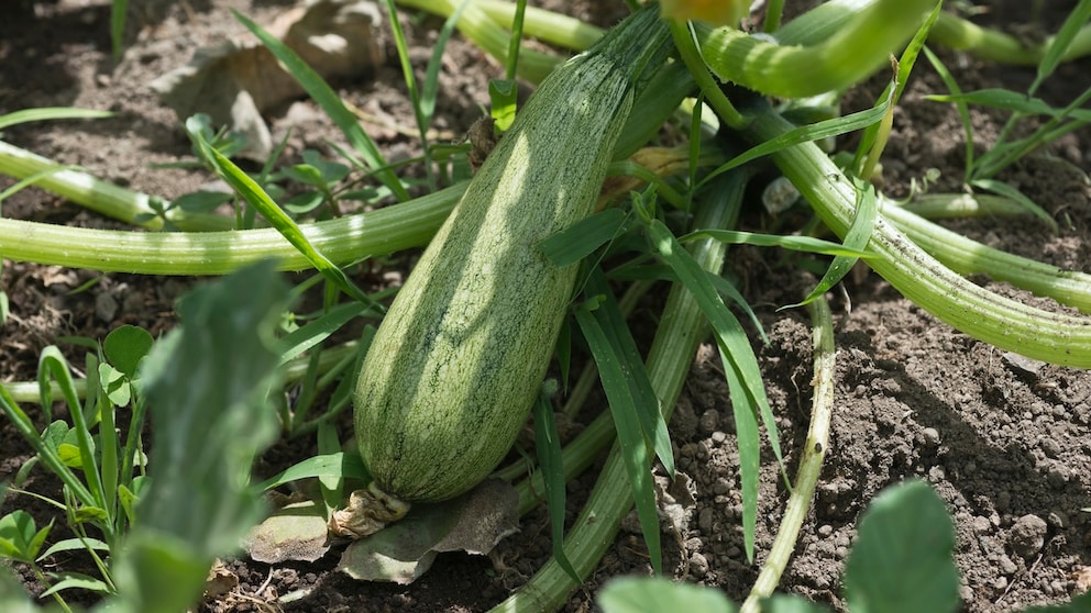 Not Too Early, Not Too Late: Harvest and Eat Zucchini at the Right Time