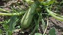 Not Too Early, Not Too Late: Harvest and Eat Zucchini at the Right Time