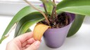 When orchids develop yellow leaves, it's important to act immediately, even if it doesn't always indicate a major problem.
