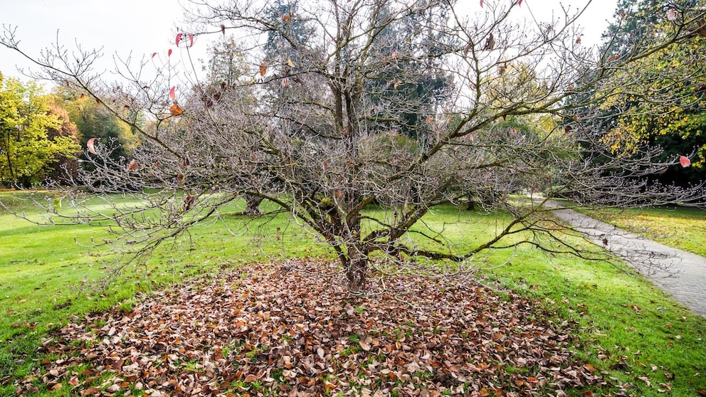 Due to heat and drought, trees may shed their leaves as early as September.