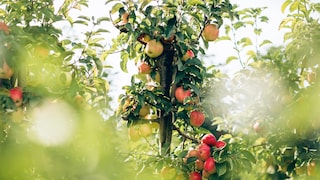 Apple tree owners have the impression that something is wrong with the apples this year.