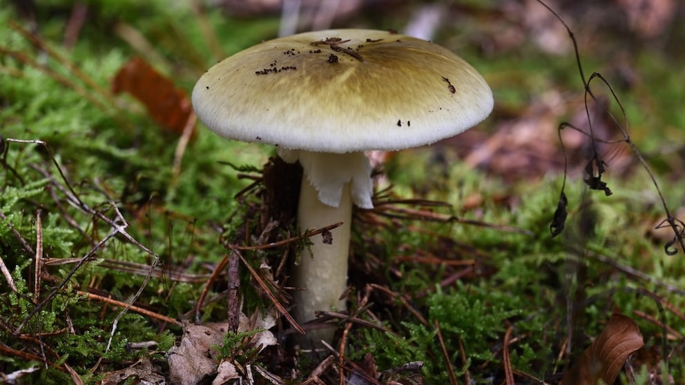 Death Cap Mushroom
