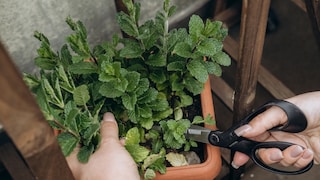 Mint can also handle a trim in the fall.