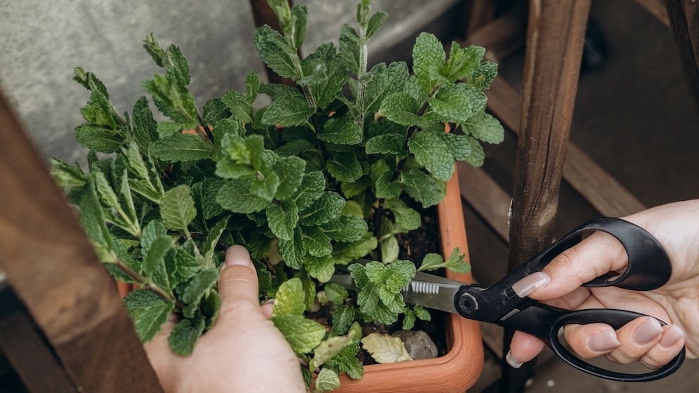Mint can also handle a trim in the fall.