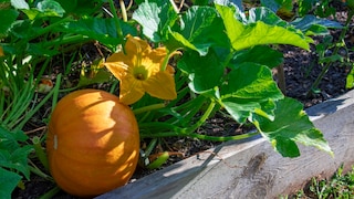 Even in September, pumpkins still produce blossoms. Do they still serve a purpose?