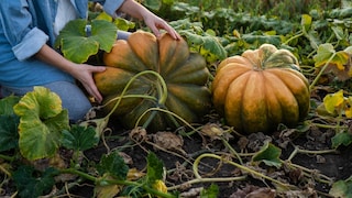 Mistakes Can Be Made When Harvesting Pumpkins