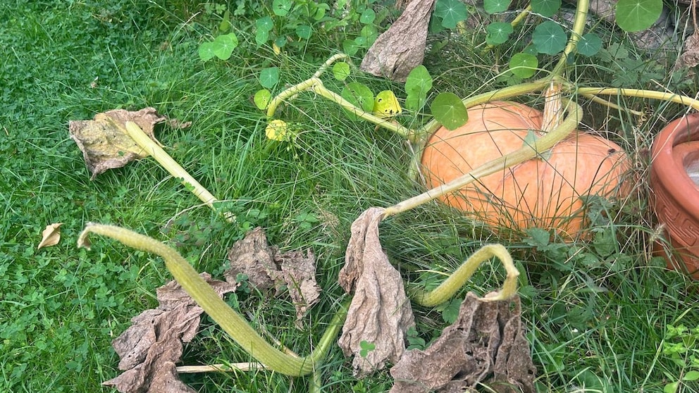 Should You Be Concerned if Pumpkin Leaves Wither in Early Fall?
