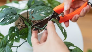 When trimming your Monstera, there are a few things to keep in mind.