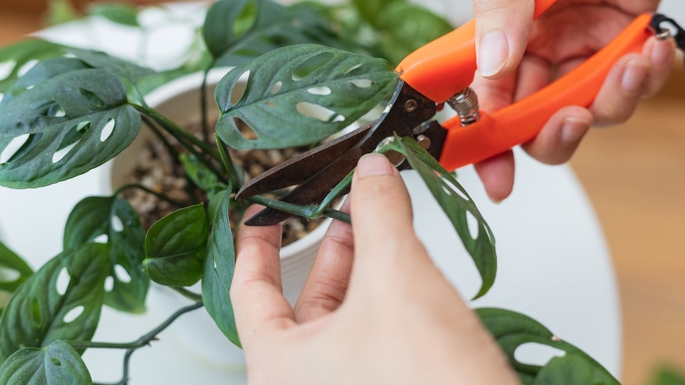 When trimming your Monstera, there are a few things to keep in mind.