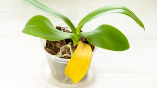 Why do orchid leaves turn yellow?