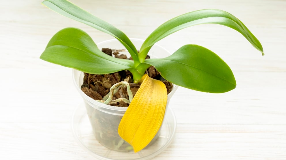 Why Do Orchid Leaves Turn Yellow?
