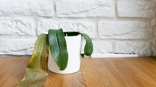Whether it's limp leaves or dry roots, orchids are resilient and often recover with proper care.