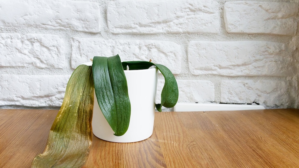 Whether it's limp leaves or dry roots, orchids are resilient and often recover with proper care.