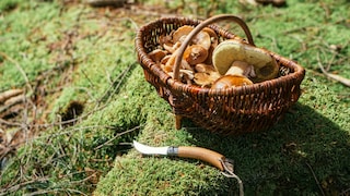 If you've collected more mushrooms than you can actually use, are you allowed to sell them?