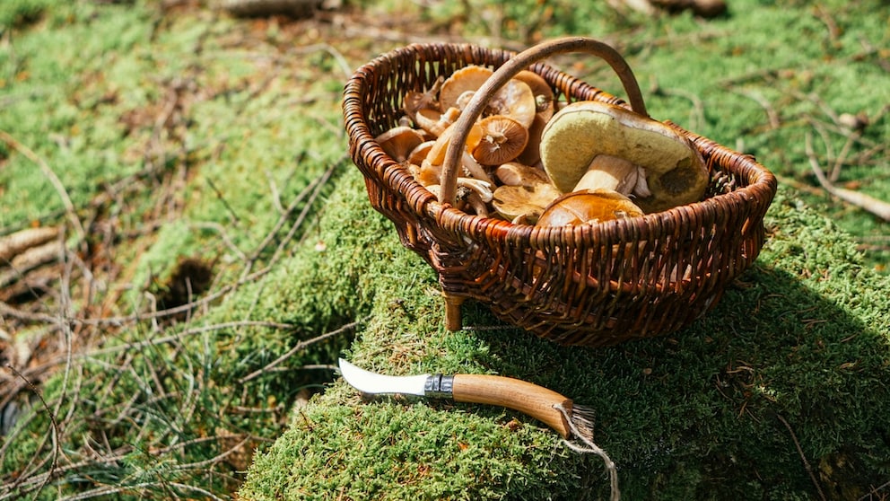 If you've collected more mushrooms than you can actually use, are you allowed to sell them?