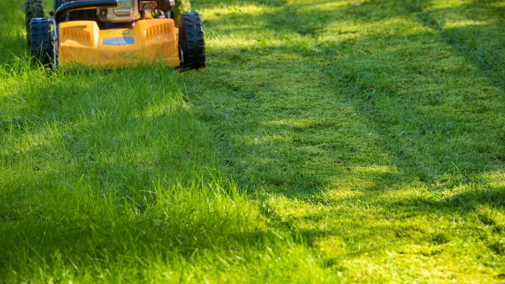 Even in September, the lawn needs attention