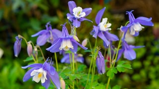 Self-Sowing Plants