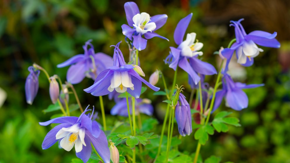 Self-Sowing Plants
