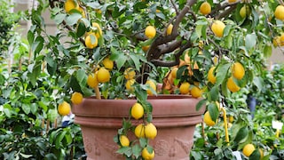 Citrus plants are considered demanding because they are very sensitive to even minor care mistakes—especially when it comes to watering, choosing the right location, and overwintering.