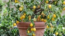 Citrus plants are considered demanding because they are very sensitive to even minor care mistakes—especially when it comes to watering, choosing the right location, and overwintering.