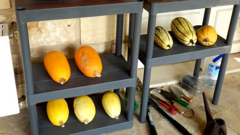 Pumpkins should be stored with space between them to allow air circulation.