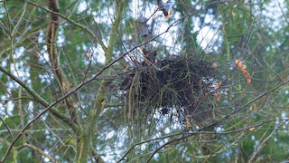 The witch's broom in the tree looks as if a witch simply forgot it.