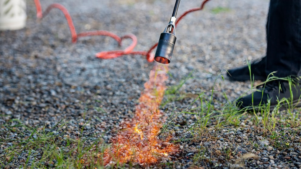 Weeds usually don't look nice, but can you just burn them off?