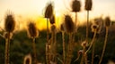 Even after blooming, the decorative fruit clusters of the wild teasel remain.