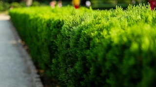 The thuja hedge is commonly found on many properties, remains evergreen, but is increasingly criticized.