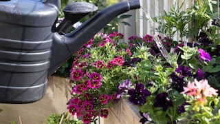 Watering Is Not One-Size-Fits-All: Choosing the Best Option Depends on the Plant