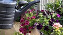 Watering Is Not One-Size-Fits-All: Choosing the Best Option Depends on the Plant