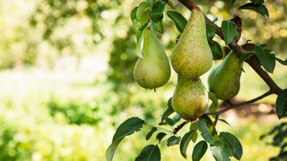Harvesting and Storing Pears