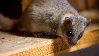 Subtenants on Four Paws: In the fall, the edible dormouse often seeks shelter in attics