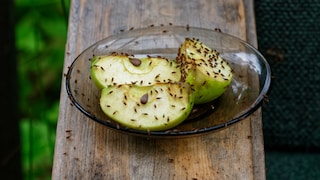 Fruit flies are feeding on sliced apples on a plate.