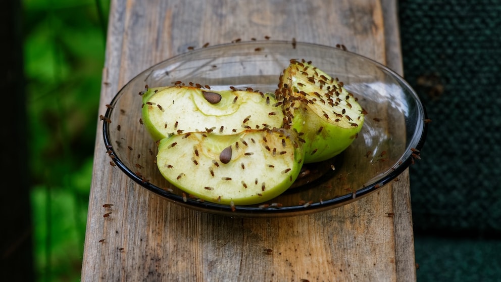 Fruit flies are feeding on sliced apples on a plate.